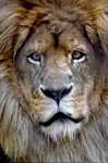 tn Lion1