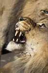 tn Lion10