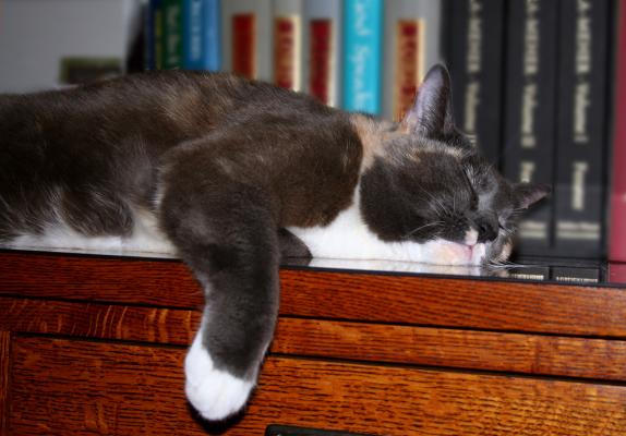 Too Pooped To Purr...