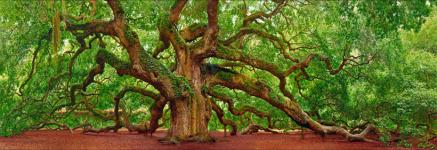 Tree of Hope