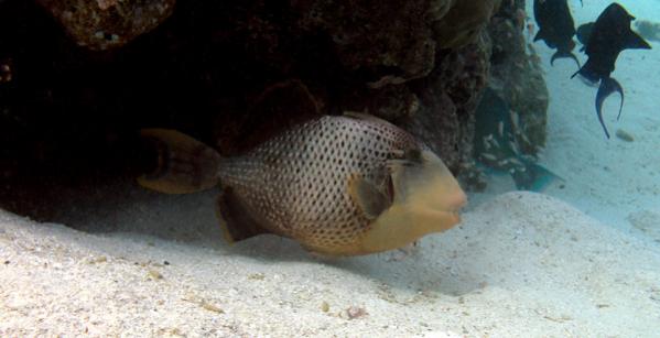 trigger fish