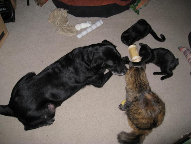 Una the dog, Taco the long tail manx kitten, Bean the no-tail manx kitten, and Chloe, the part norwegian forest cat. =)
