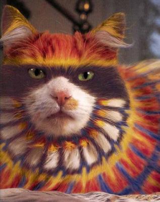 unhappy cat