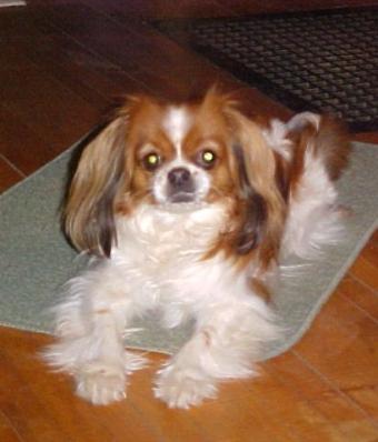 Waitin 2 go out -  He rang the bell,  I said "Just a minute"!  He plops down and patiently waits ...