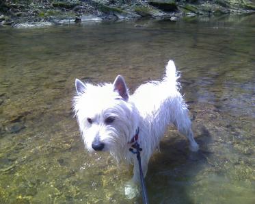 We went to Mingo Creek Park, couldn't get a pic of him swimming after the ducks