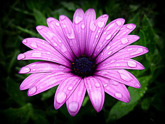 wet and beautiful daisy