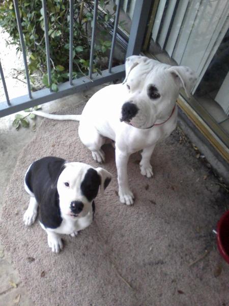 When i first got my female Coco. She is 7 months old now and about 70 pounds.