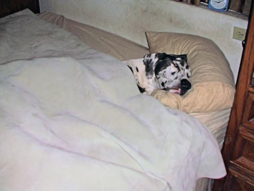 Where does a 130 lb dog sleep?