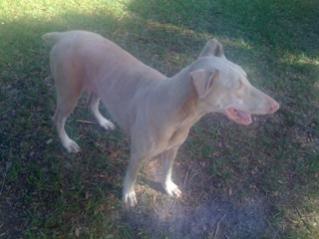 white dobie Maddy