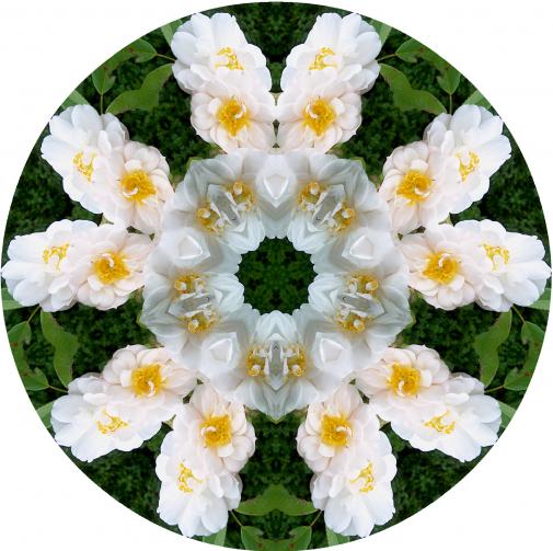 white flower mandala
