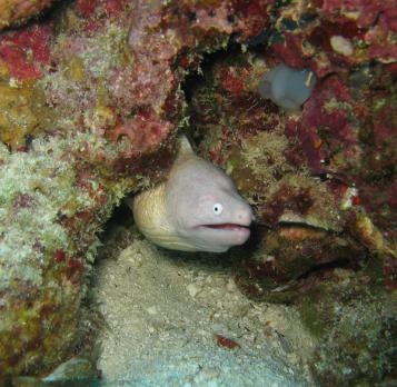 white moray
