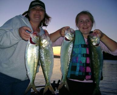 Wife/Daughter American Shad
