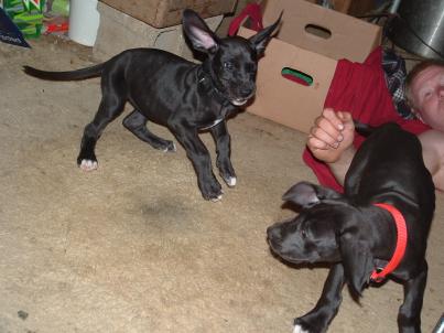 wrestle mania has nothing on great dane puppies