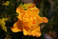 Yellow Rose