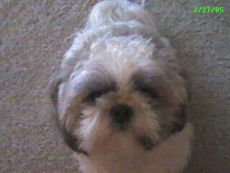 Yoshi  - my baby!  He's 8 years old in 2010!