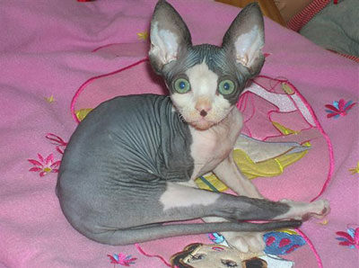 ZjaZja Binx