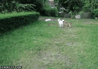 goggie-gif-goggie-chase-fail