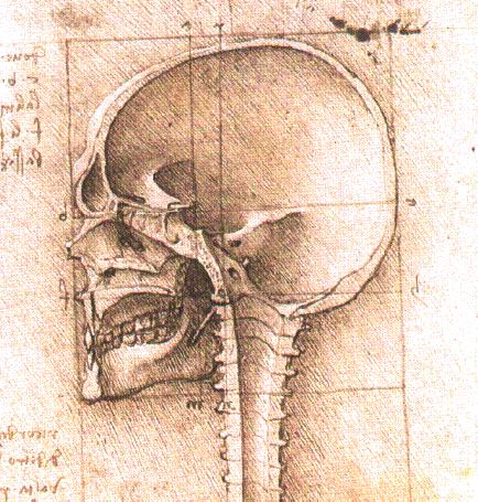 leonardo-da-vinci-skull.jpg