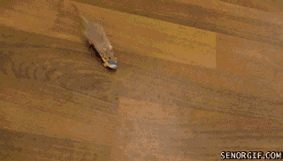 skateboarding-mouse