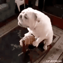 giphy.gif
