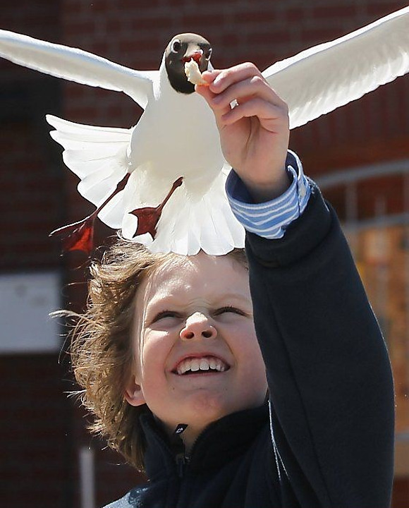 bird-feeder.jpg