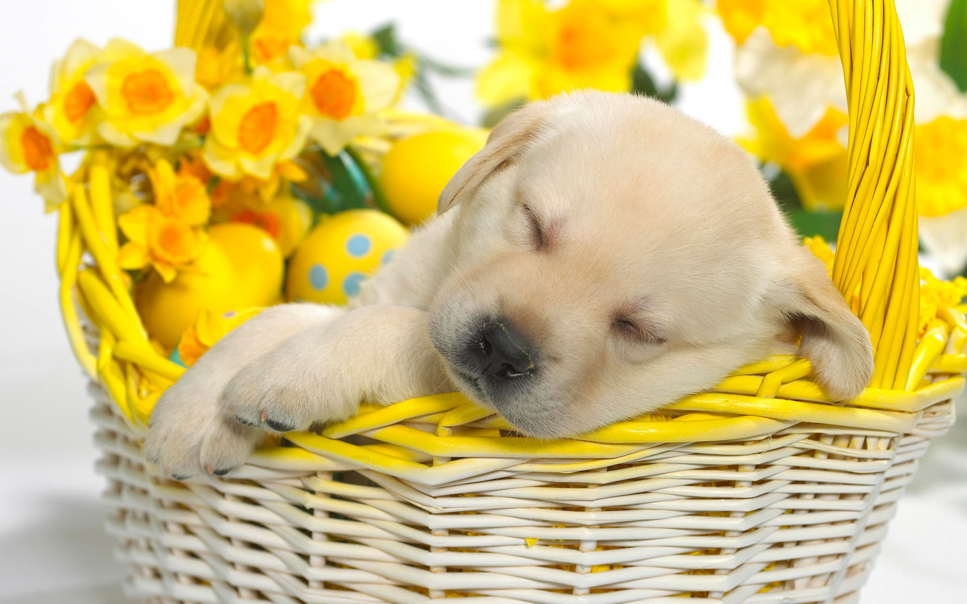 springtime_snooze-wide.jpg