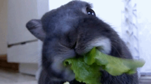 uYXhjjE.gif