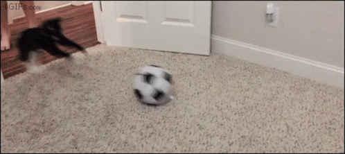 football-cat.gif