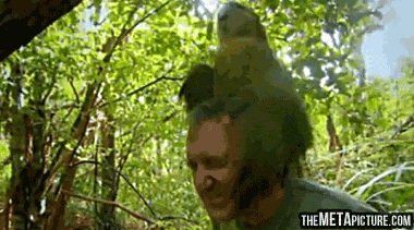 giphy.gif