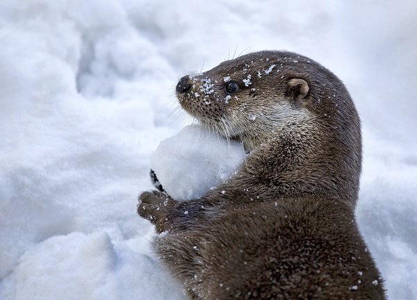 otter1.jpg