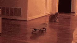 no-skating-in-the-house-cat