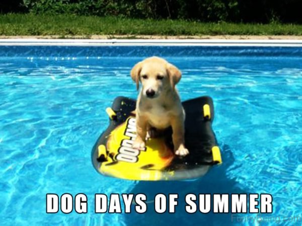 Dog-Days-Of-Summer-600x450.jpg