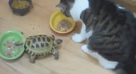 funny_animal_gif_animations_04.gif