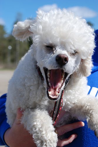 angry+poodle.jpg