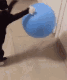 cat-ball.gif