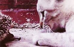 iArJZvN.gif