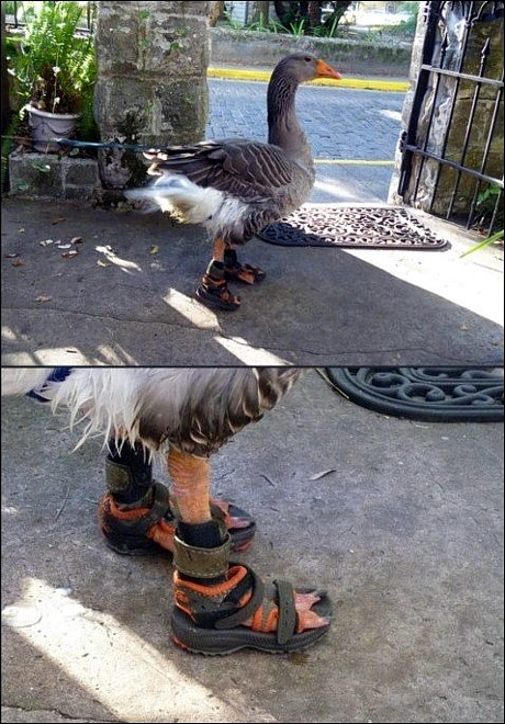 goose-sandals.jpg