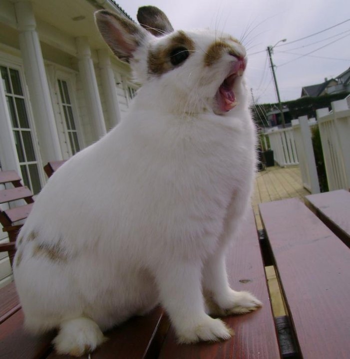 animal-bunny-cute-pet-rabbit-roar-Favim.com-99639.jpg