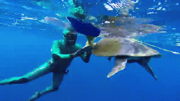 diver-saves-sea-turtle