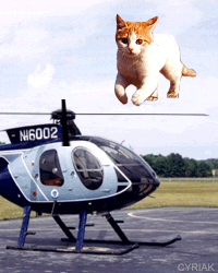 CatHelicopter.gif