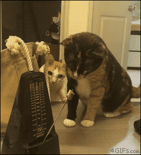7Y4b.gif