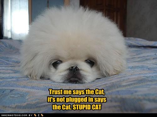 funny-dog-pictures-plugged-in.jpg