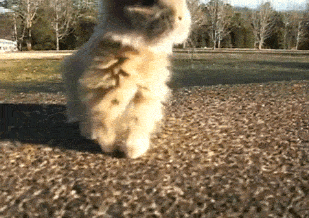 XHXicwD.gif