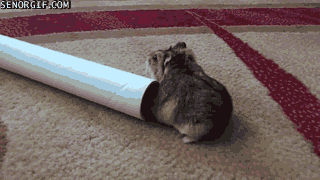 hamster-is-perplexed-by-tube