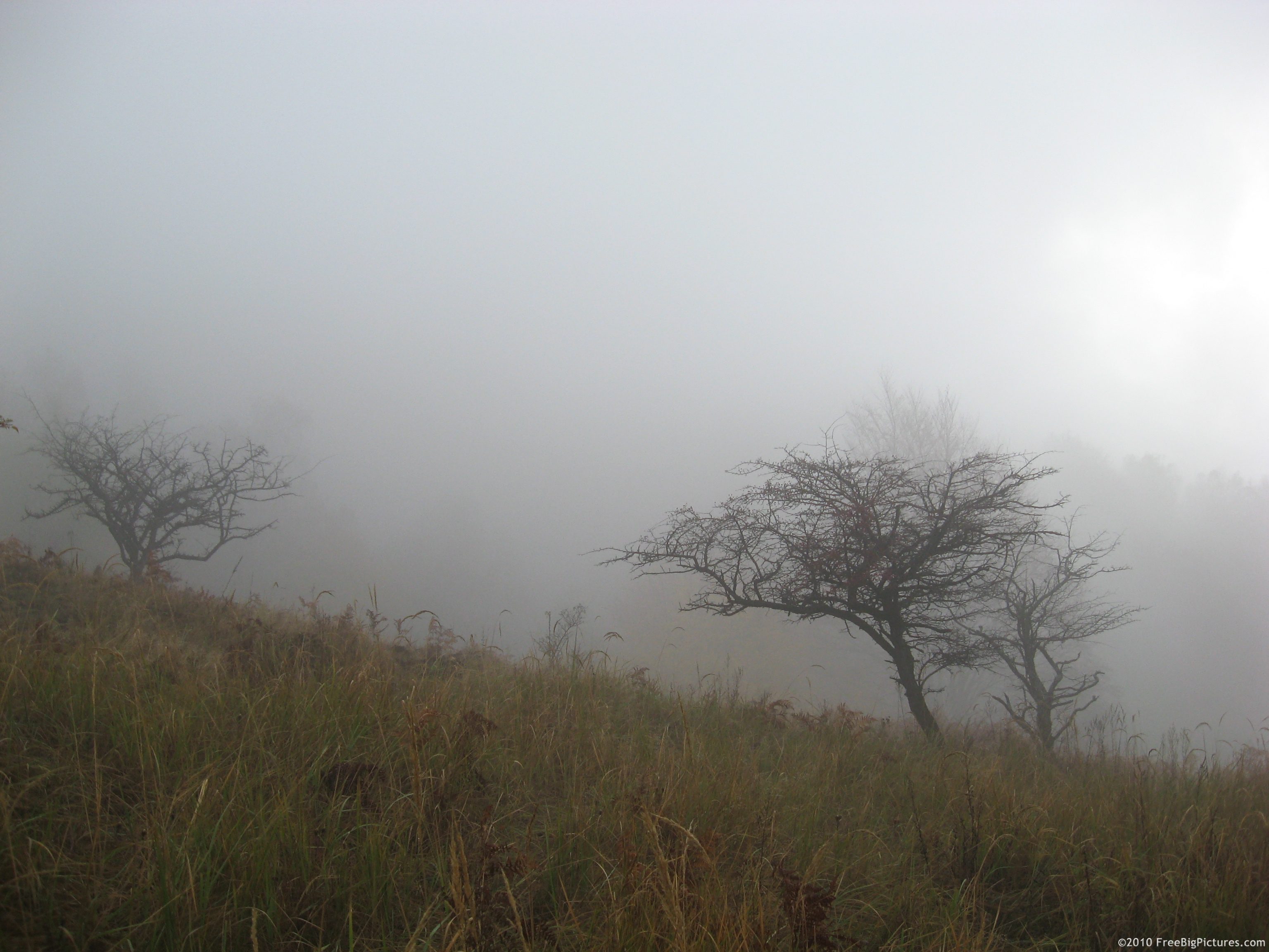 foggy-trees.jpg