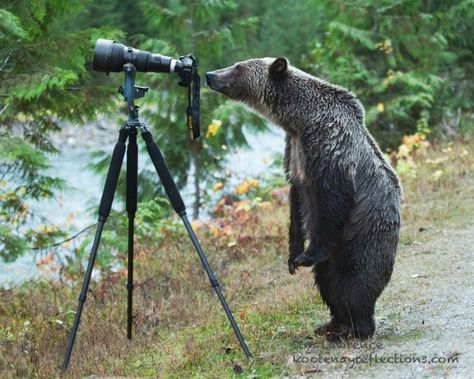 e6985d7eaedbffca486b470cfeca0ad7--grizzly-bears-the-grizzly.jpg