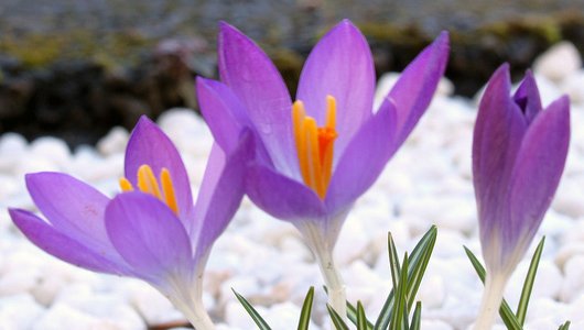 flower-violet.jpg
