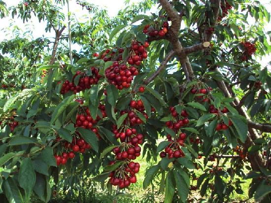 cherry-tree-at-mercier.jpg