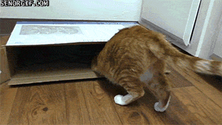 funny-animated-gifs-i-did-not-expect-this