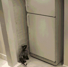 ebd5e884c64f9f06ad03639e9a2e8d74.gif